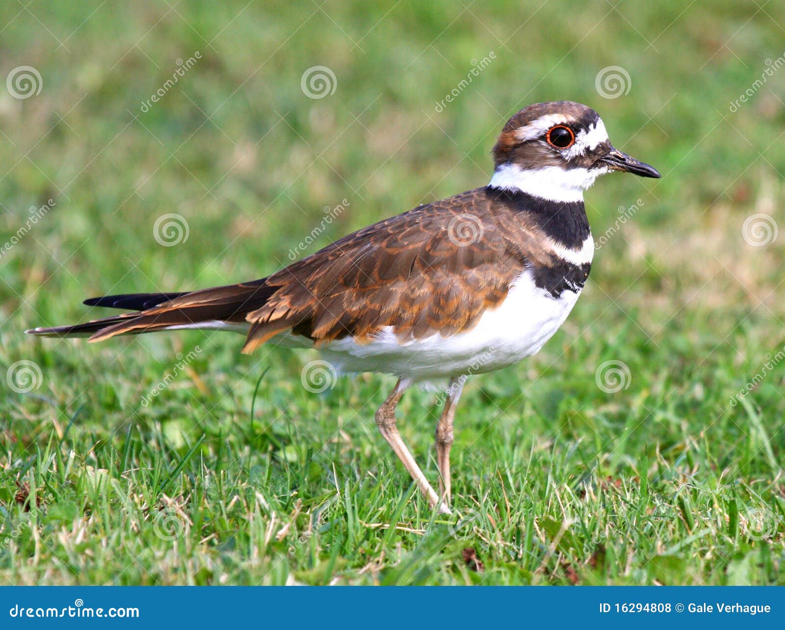 Killdeer (Charadrius Vociferus) Stock Photo Image of wildlife, beak