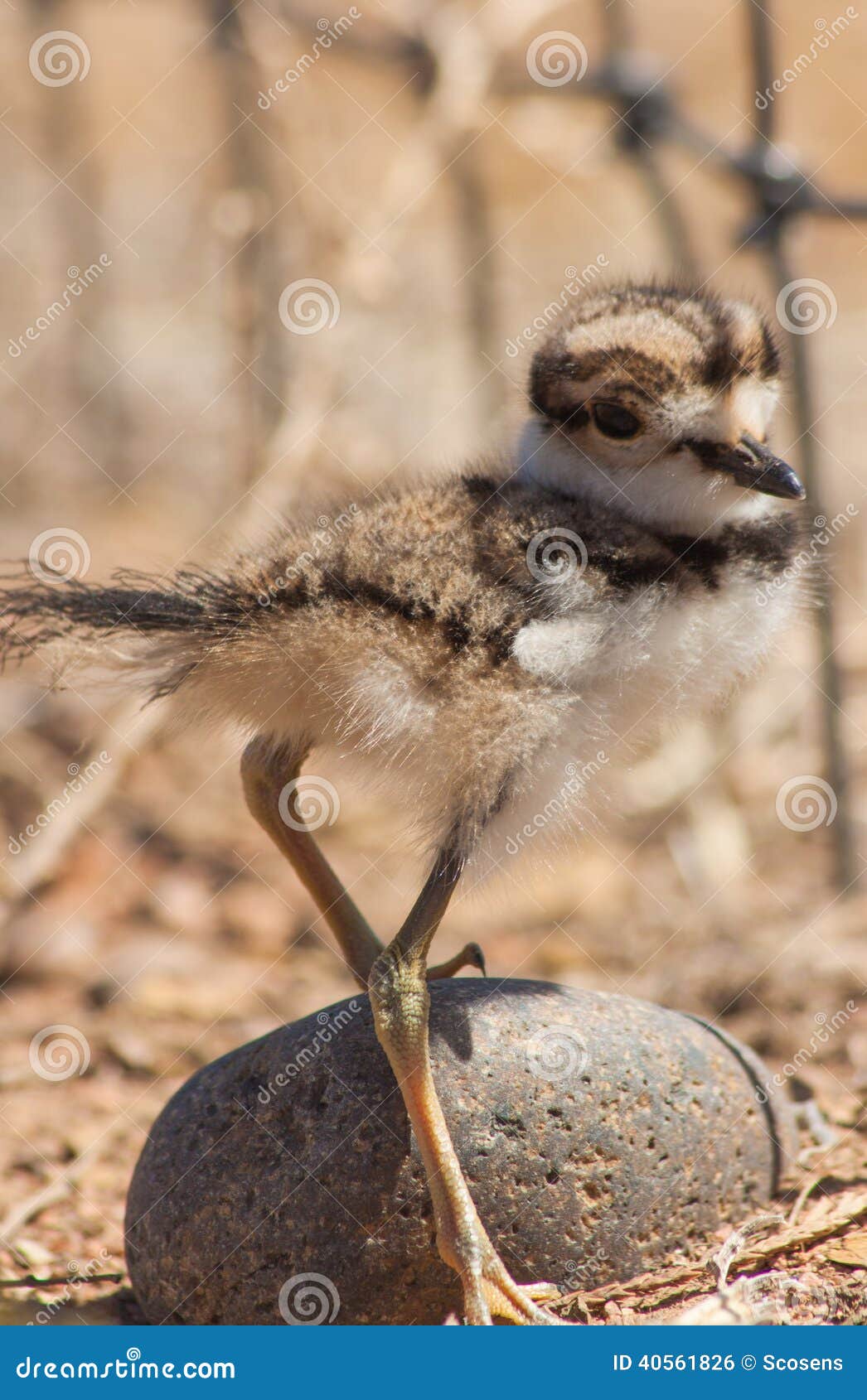 Killdeer chick stock photo. Image of chick, killdeer 40561826