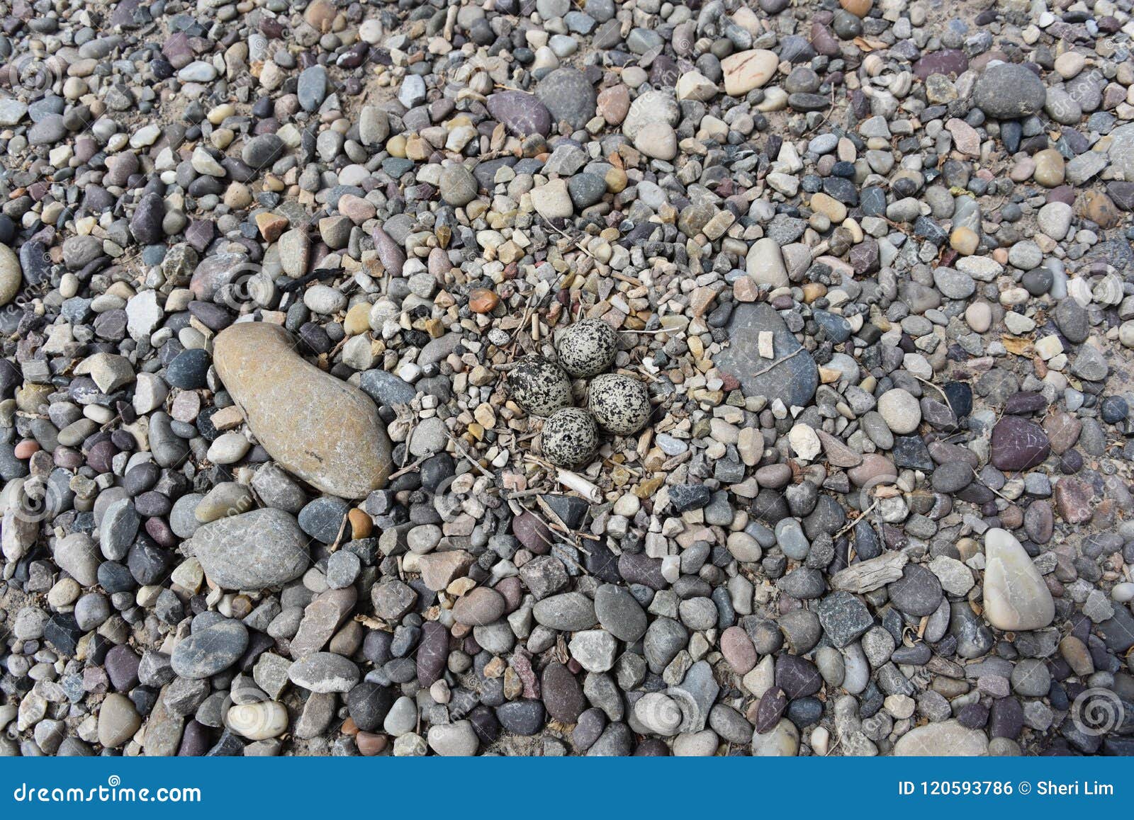 4 Killdeer Eggs Camouflaged in the River Rocks, almost Ready To Hatch
