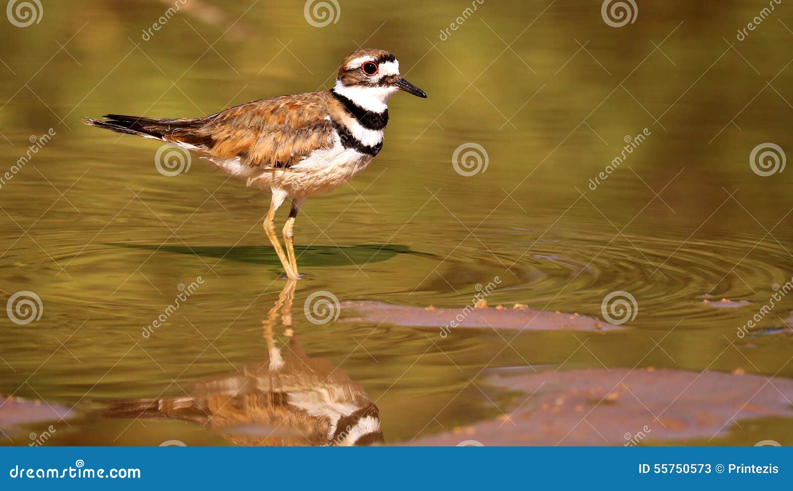 Killdeer Wetlands Stock Photos Free & RoyaltyFree Stock Photos from