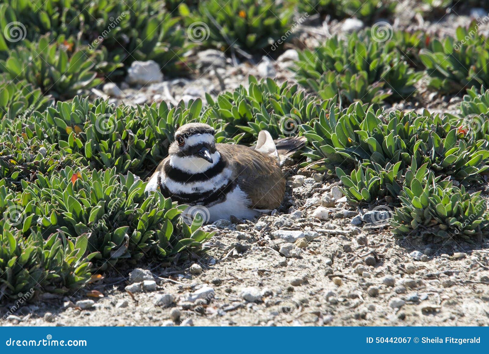Killdeer Nesting on the Ground Stock Image Image of feathers