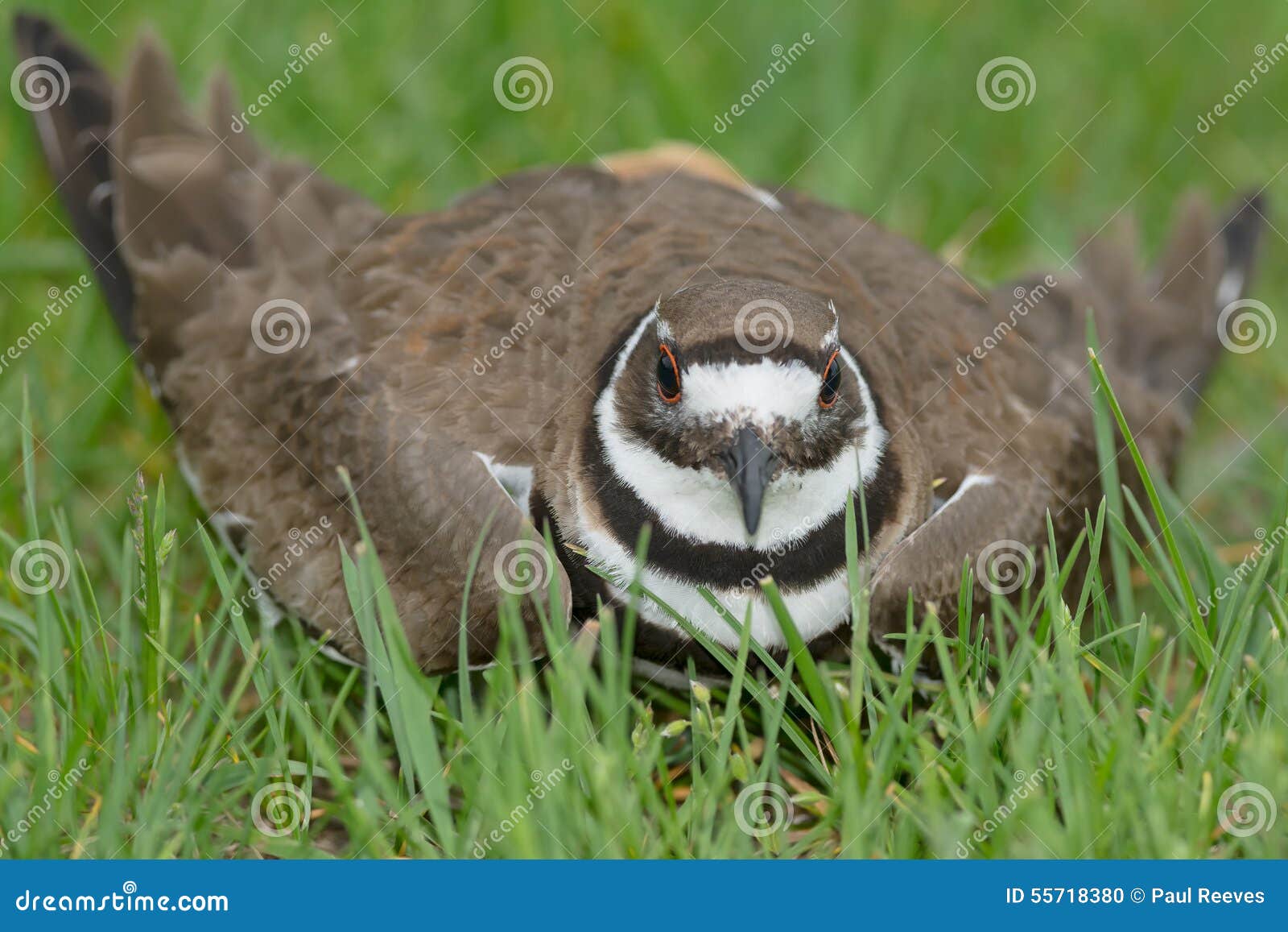 killdeer - charadrius vociferus