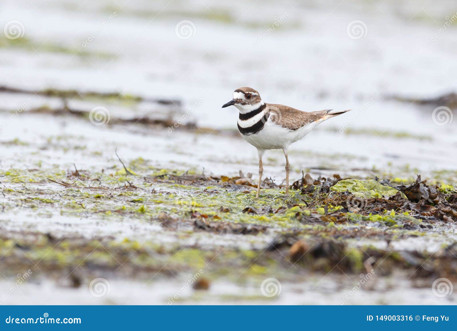 Killdeer plover bird stock photo. Image of animal, canada 149003316