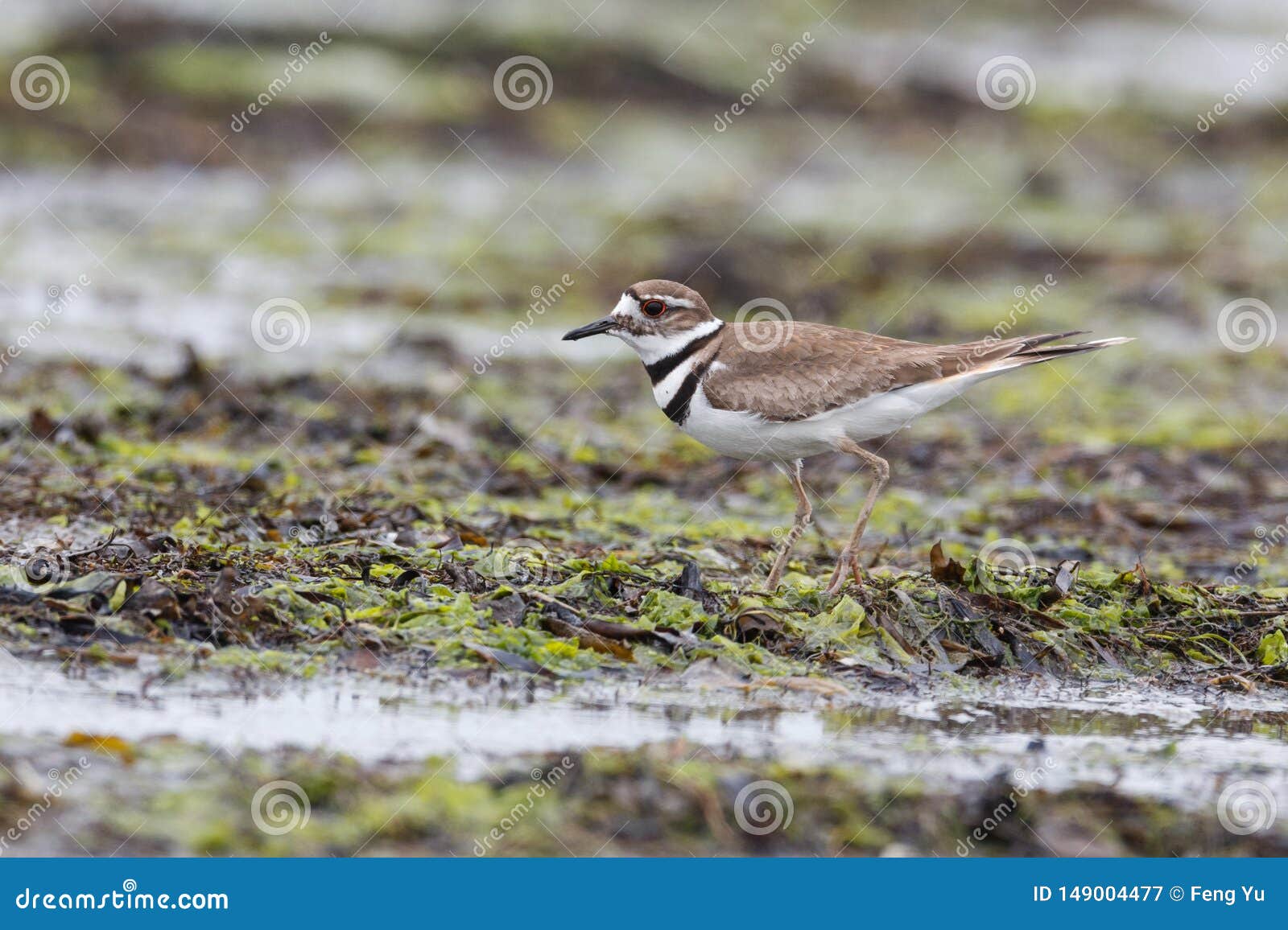 Killdeer plover bird stock image. Image of canada, vancouver 149004477