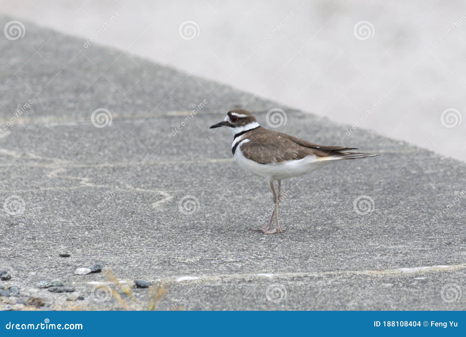 Killdeer plover bird stock photo. Image of america, animal 188108404