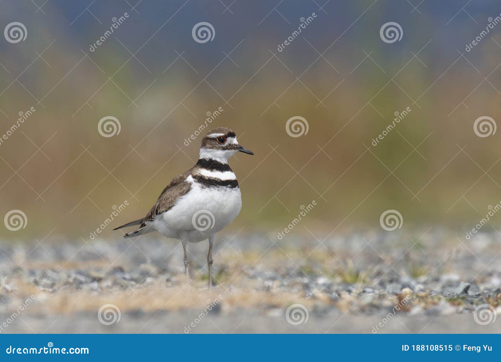 Killdeer plover bird stock image. Image of avian, bird 188108515