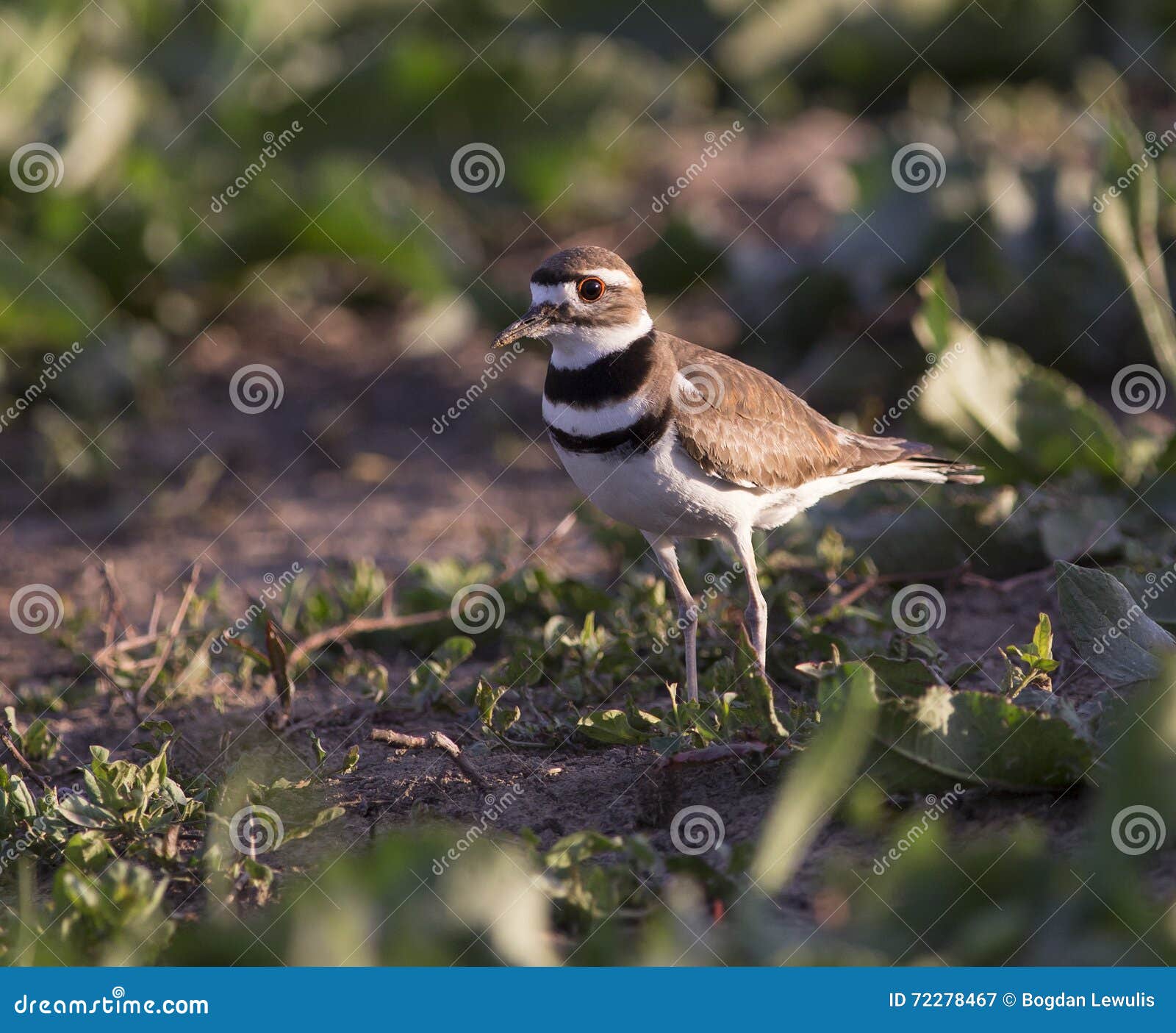 Killdeer stock image. Image of horizontal, plover, nature 72278467
