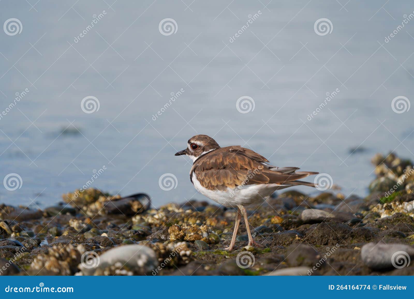 Killdeer Resting at Seaside Stock Photo Image of larger, gathers