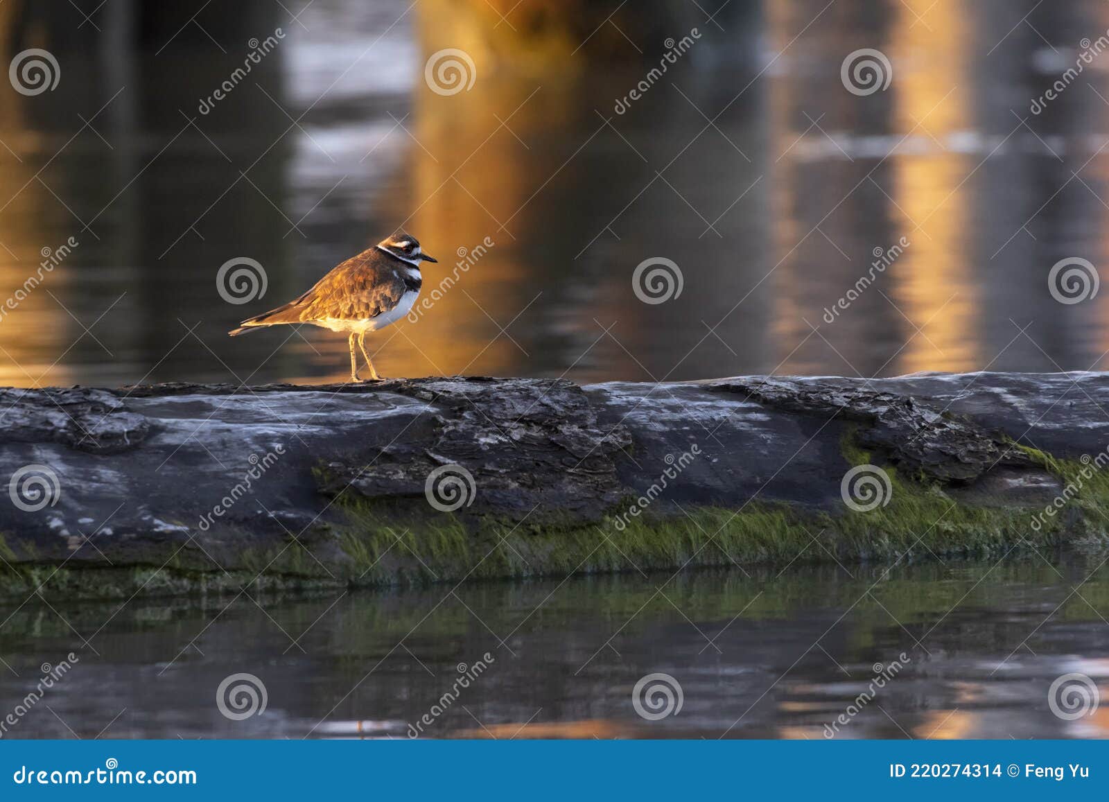 killdeer shorebird on floating log