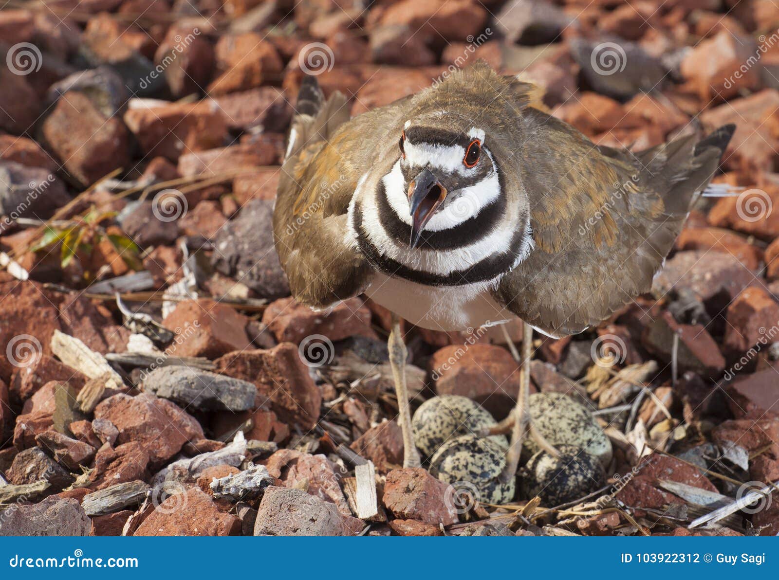 Killdeer Sounding a Warning Stock Photo Image of legs, killdeer