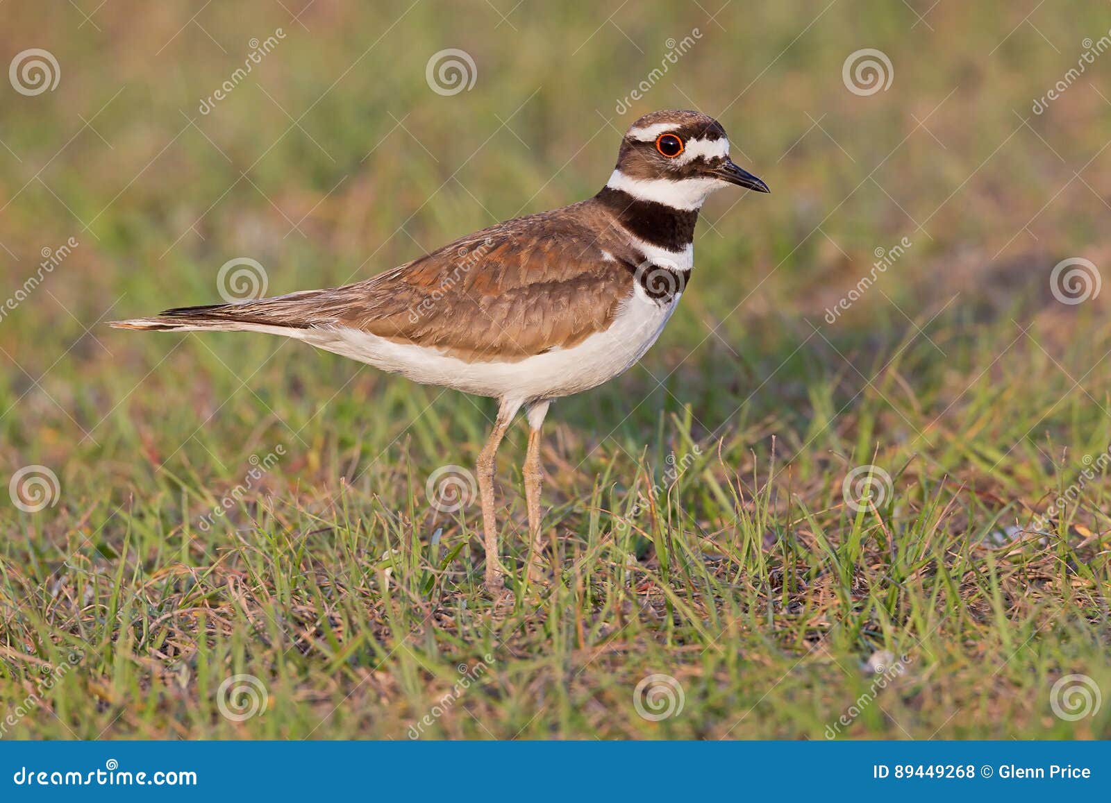 Killdeer stock photo. Image of grass, standing, wildlife 89449268