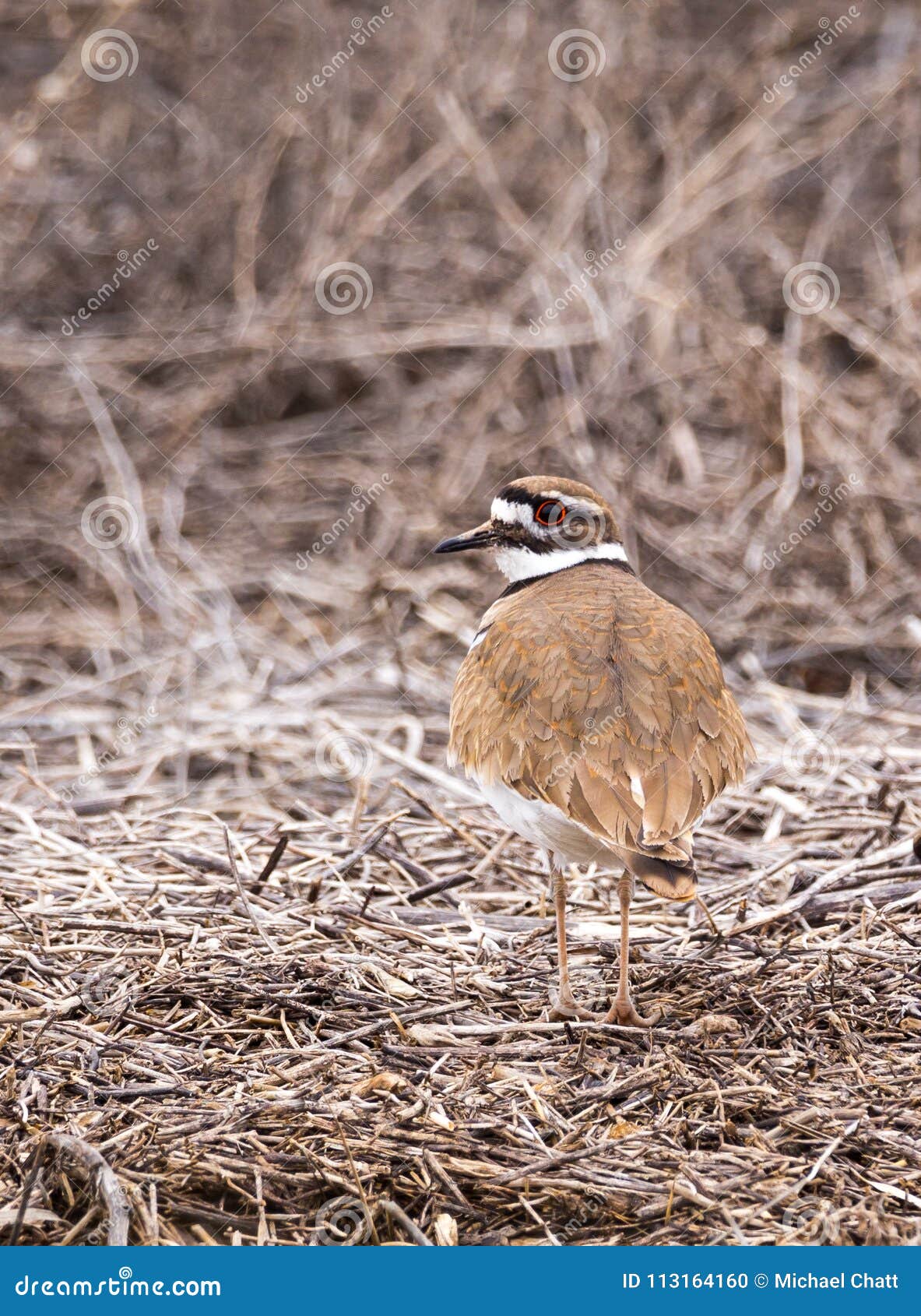 Killdeer stock photo. Image of plover, shore, charadrius 113164160