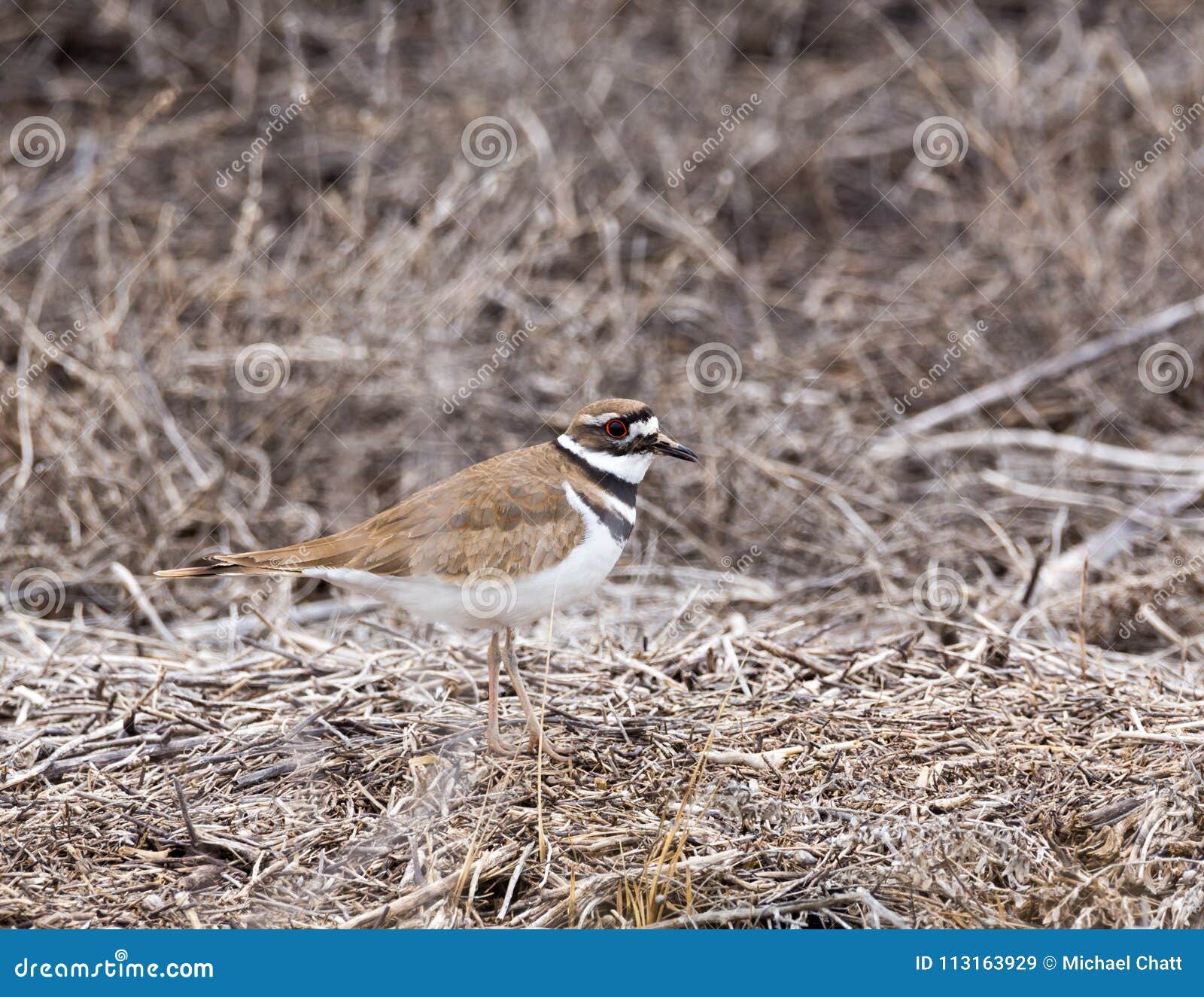 Killdeer stock image. Image of yellowstone, park, shore 113163929