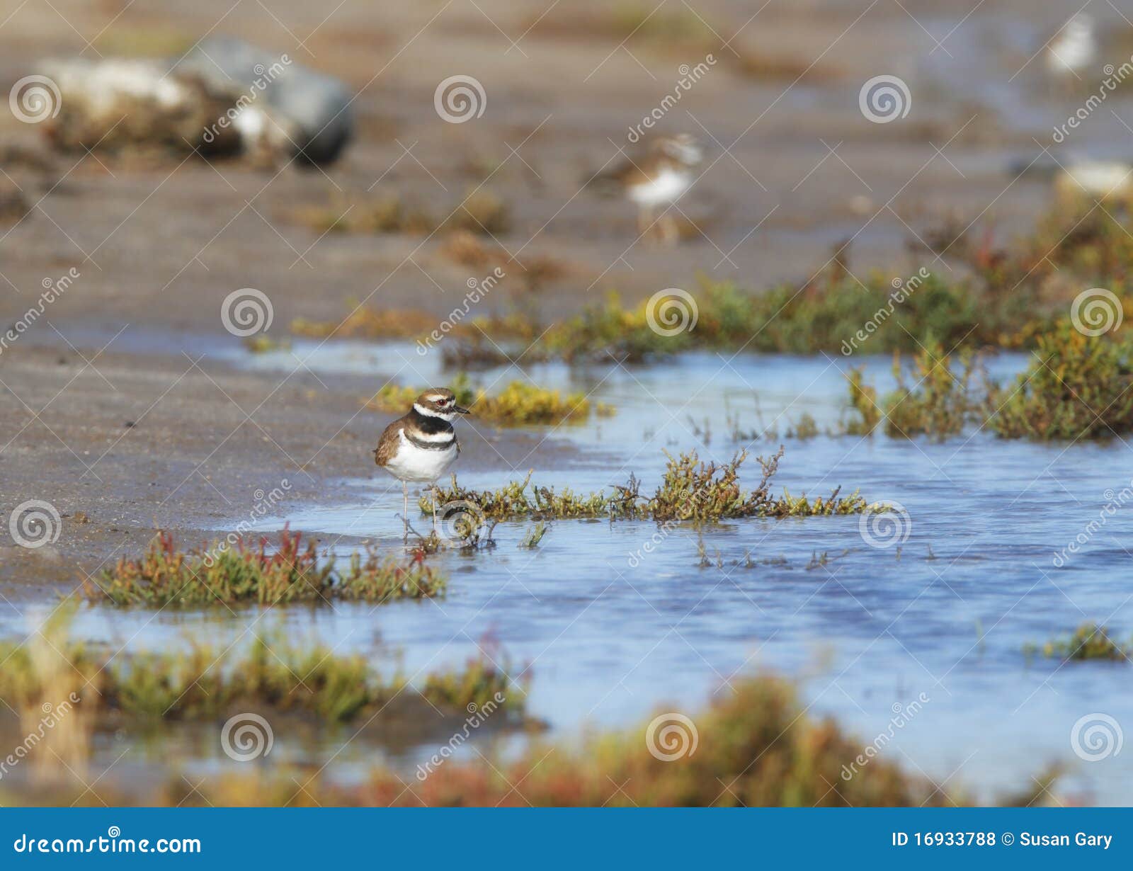 Killdeer at Wetlands stock photo. Image of bird, pickleweed 16933788