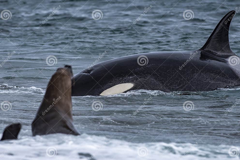 Orca Killer Whale Attack a Seal Sea Lion on the Beach Stock Photo