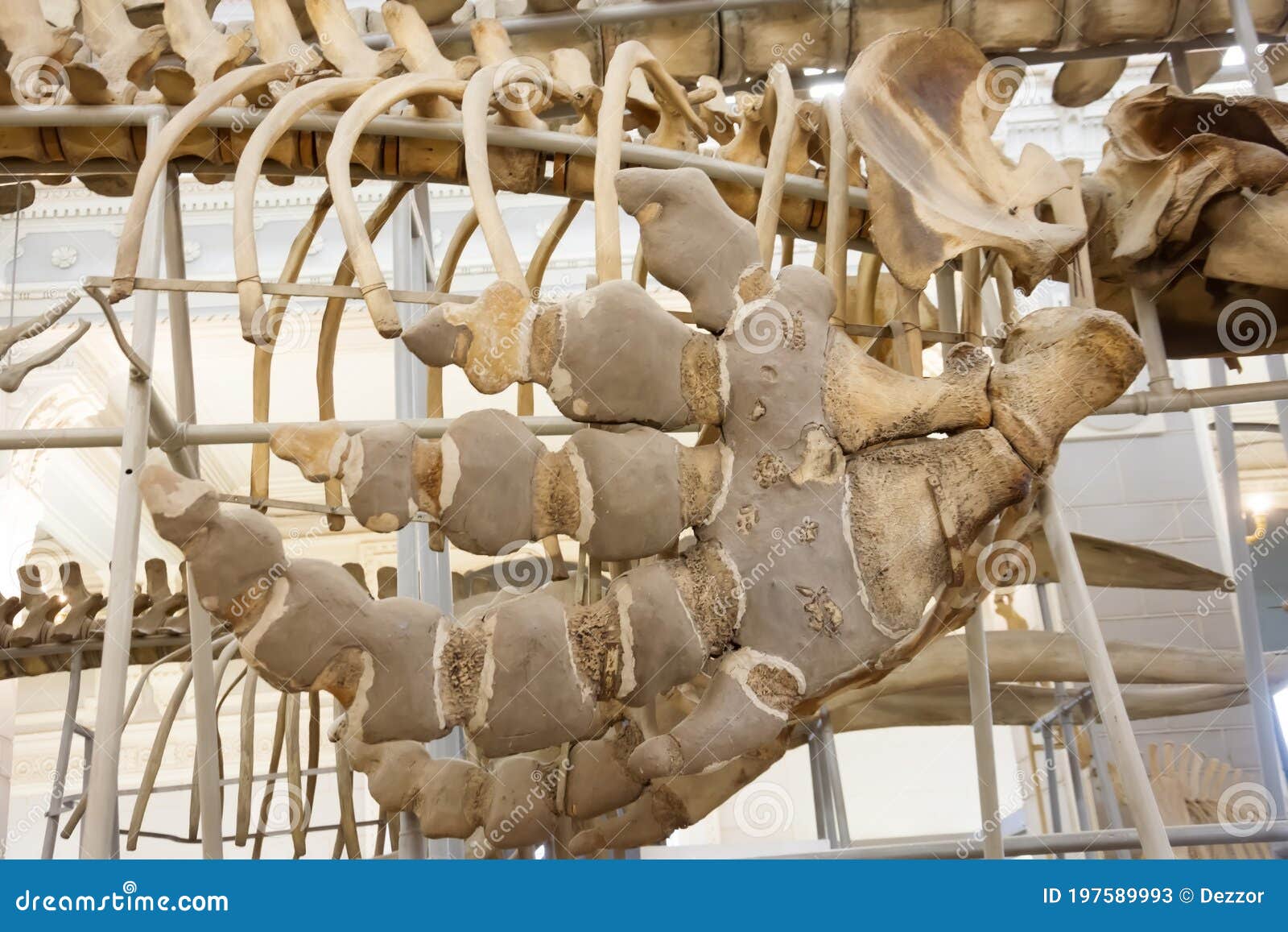 Killer Whale Fin Bones on Animal Skeleton Mockup Editorial Stock Photo - Image of blue, skull: 197589993 Killer Whale Fin Bones on Animal Skeleton Mockup Editorial Stock Photo - Image of blue, skull: 197589993