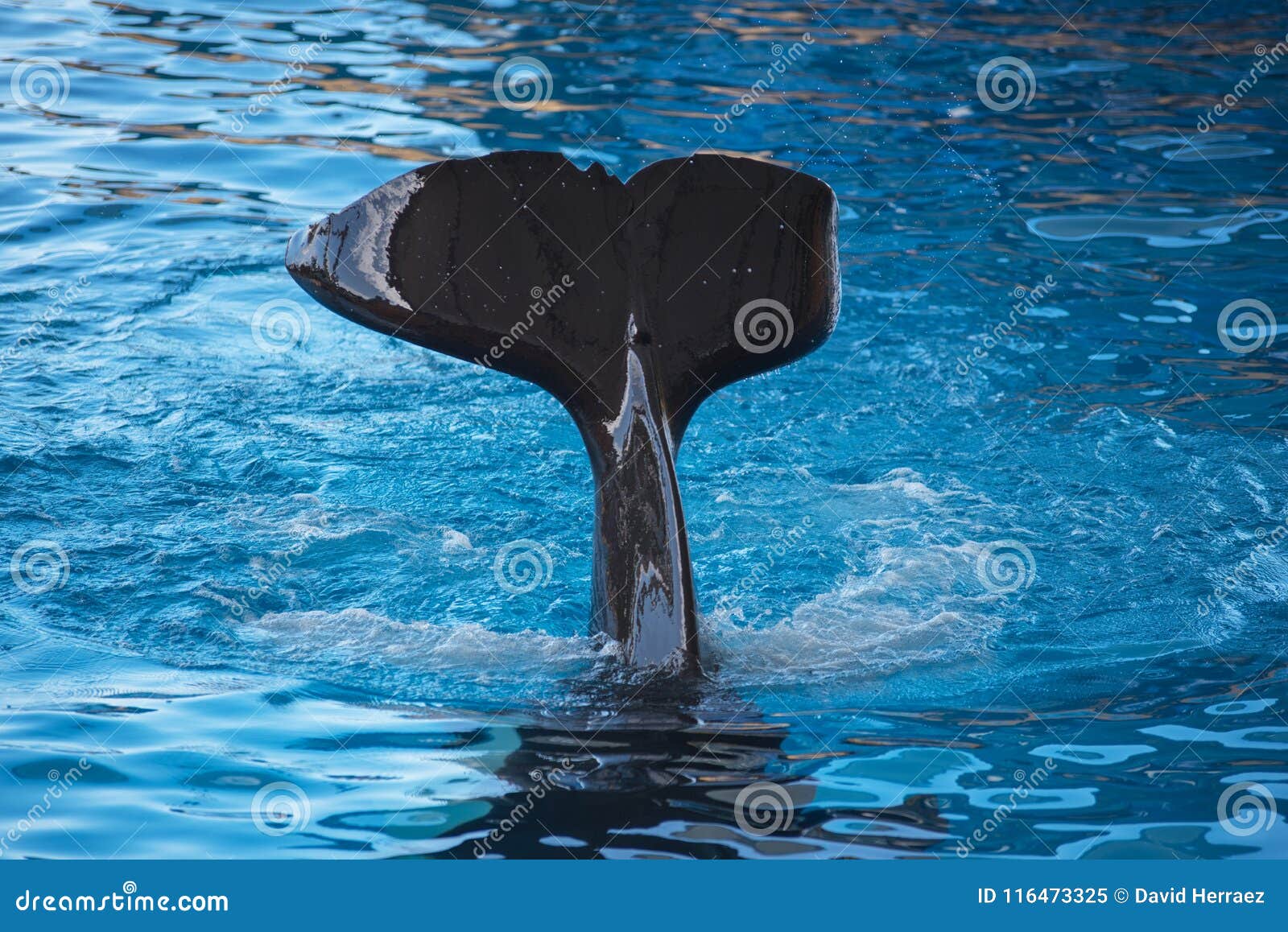 Killer Whale Fin Splashing on the Water Stock Image - Image of power ...