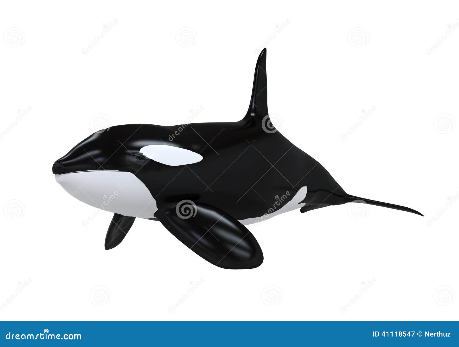 Killer Whale stock image. Image of white, animal, smart 41118547