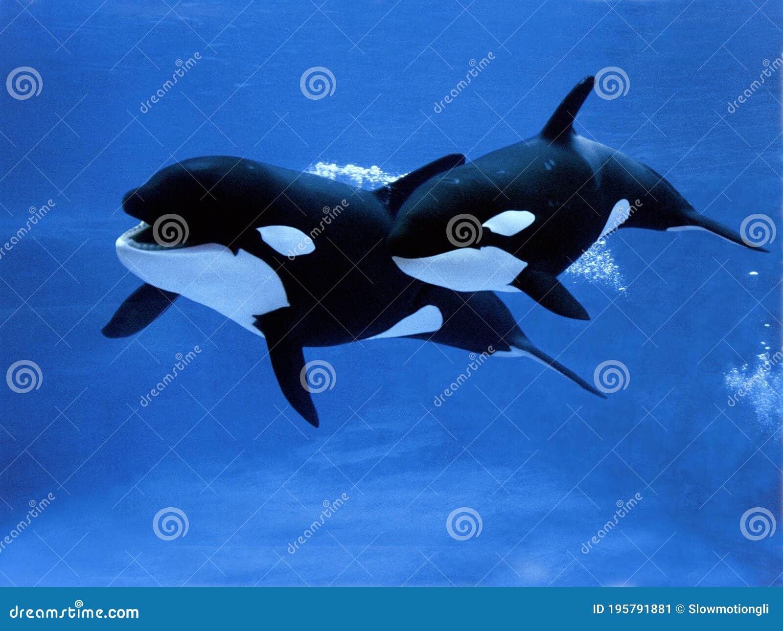 killer whale, orcinus orca, female with calf