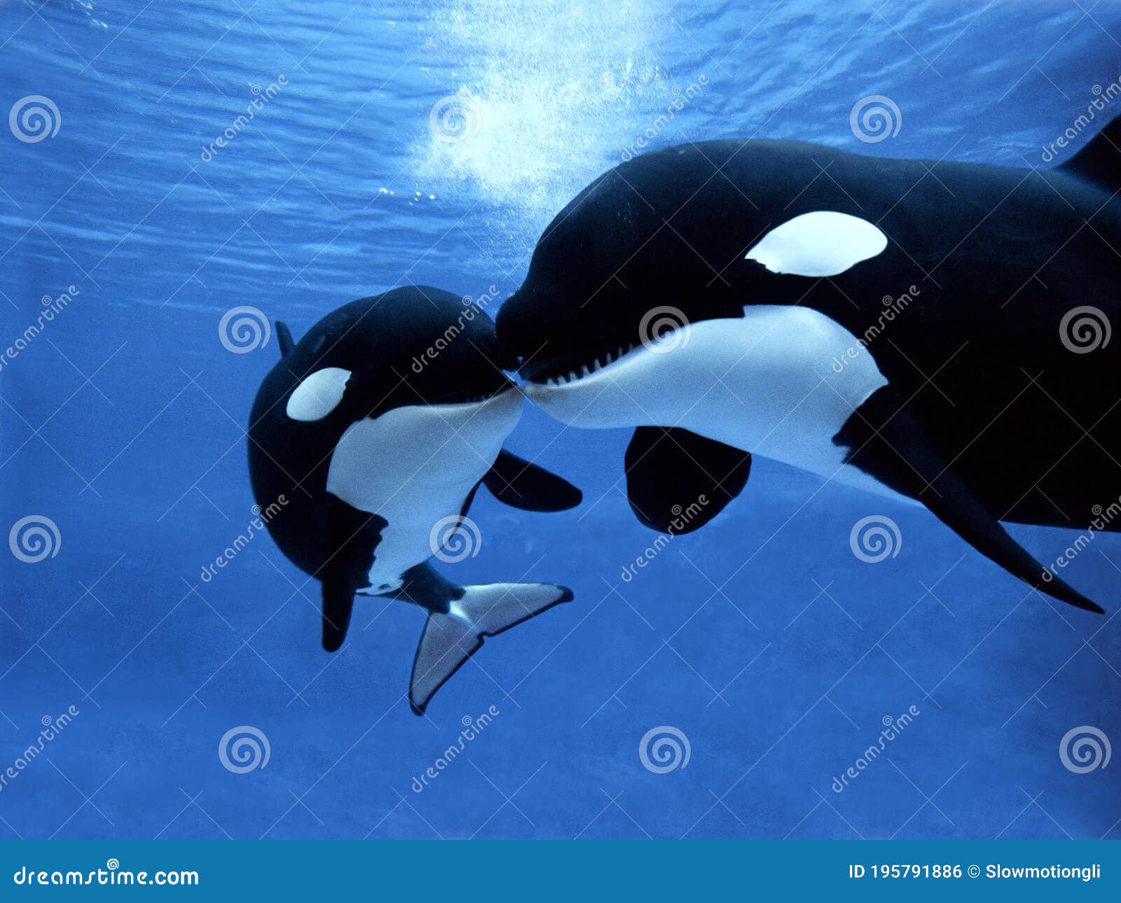 killer whale, orcinus orca, female with calf