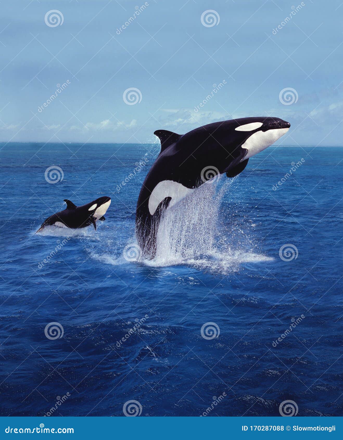 killer whale orcinus orca