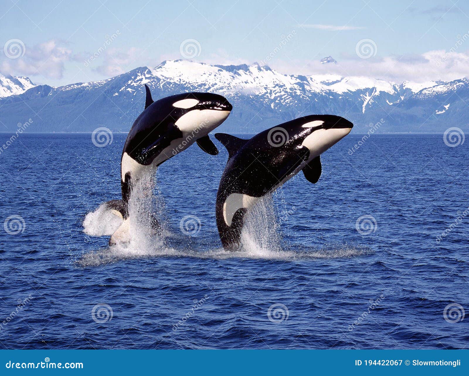 Killer Whale Jumping Out Of Water Stock Photography CartoonDealer killer-whale-jumping-out-of-water-stock-photography-cartoondealer