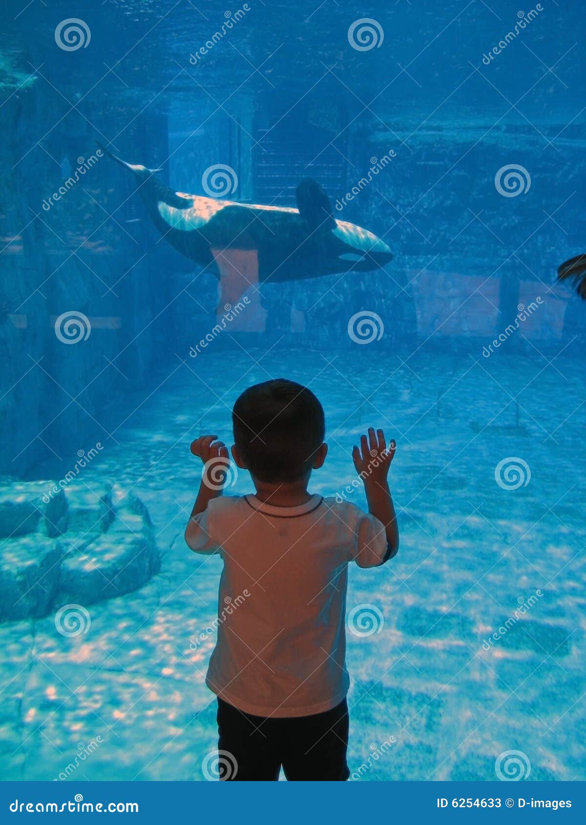 Killer Whale Wonders Upside Down Stock Image - Image of inverted, toddler:  6254633, image size:1200x1690