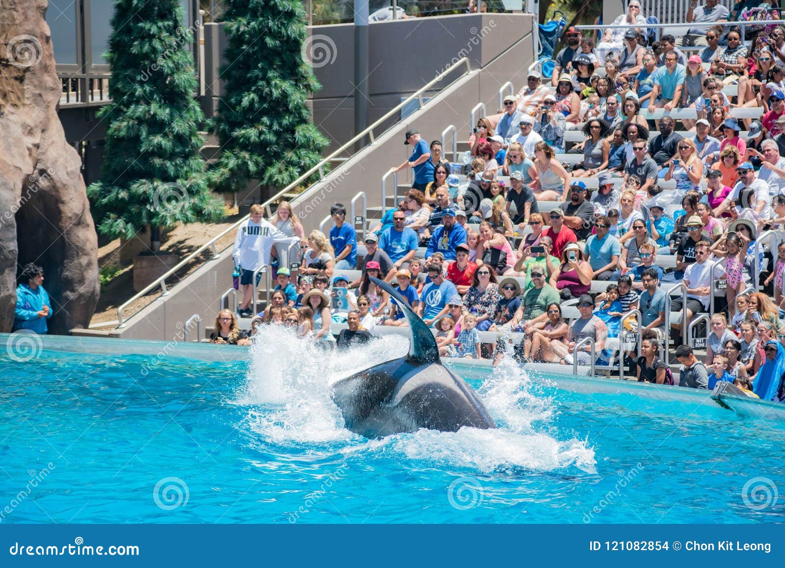Killer Whales Shows in the Famous SeaWorld Editorial Stock Image ...