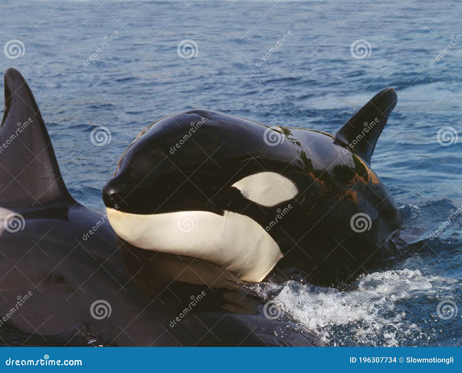 Killerwalvis Orcinus Orca Volwassene Het Oppervlaktekanaal Nabij Het Orcas - Eiland Stock Foto - of amerika, drie: 196307734