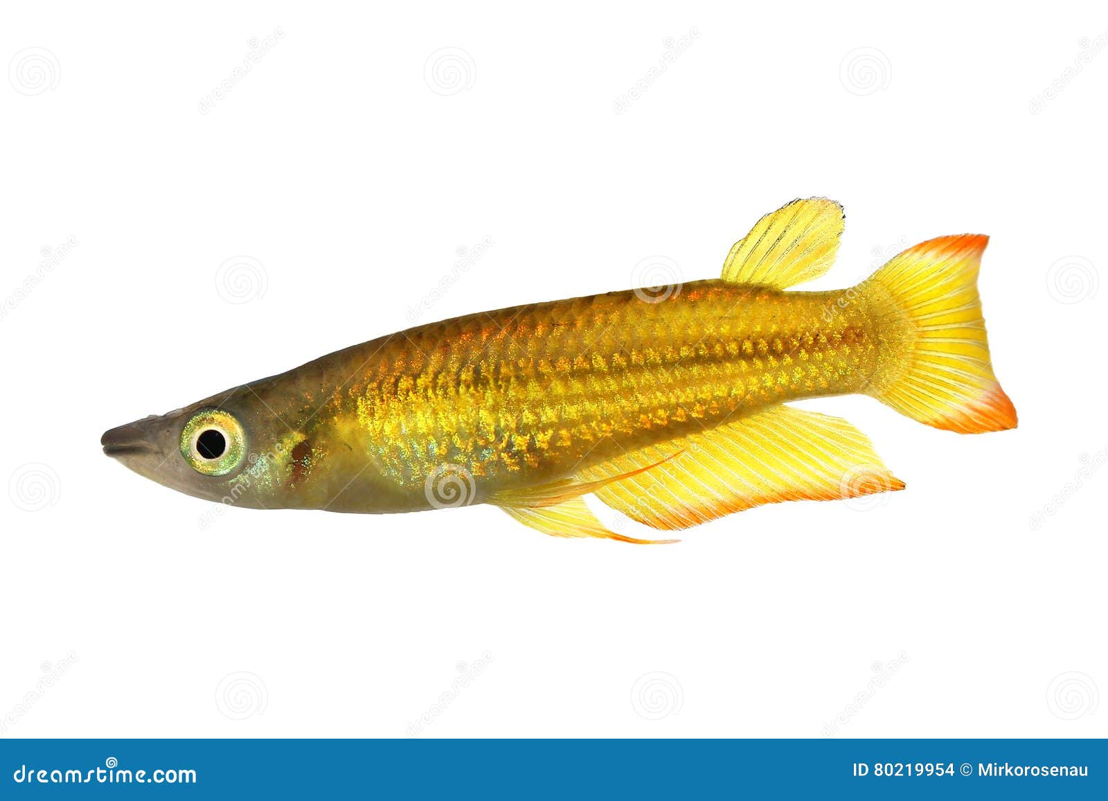 killifish striped panchax aplocheilus lineatus tropical aquarium fish