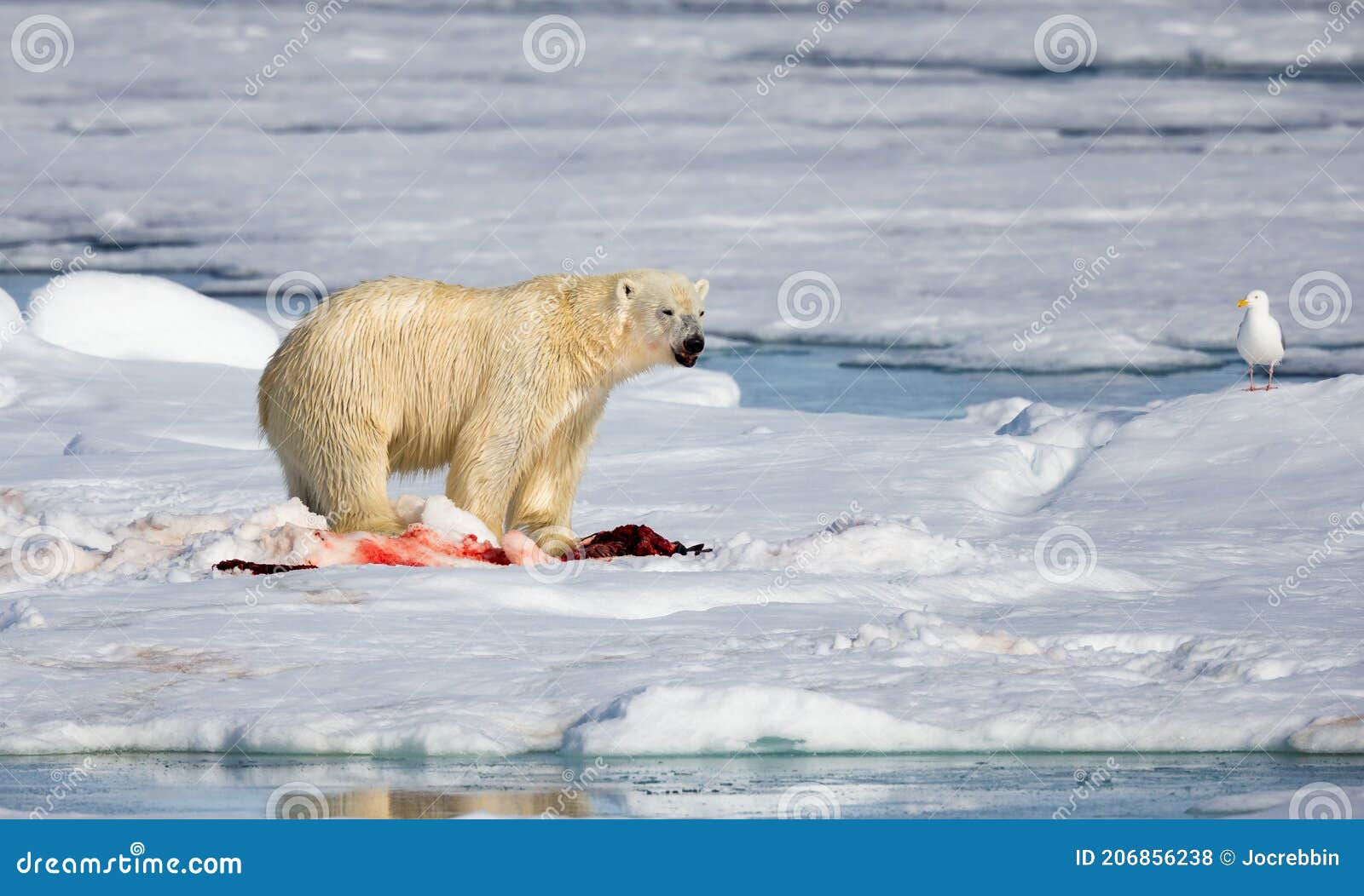 After the Kill, Polar Bear Eats the Bloody Seal Stock Photo Image of habitat, animals 206856238