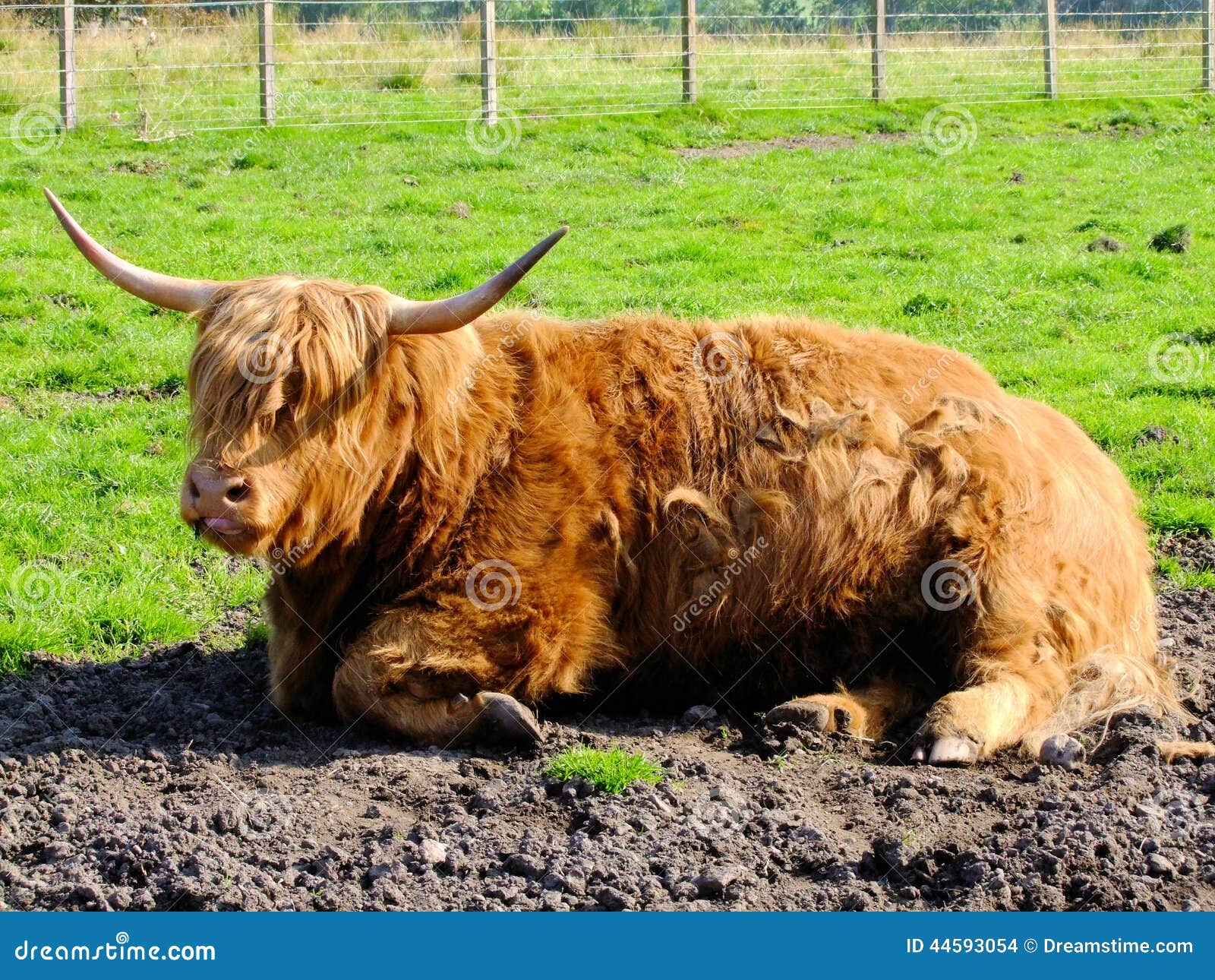 Kilmahog Highland Cattle stock photo. Image of highland 44593054