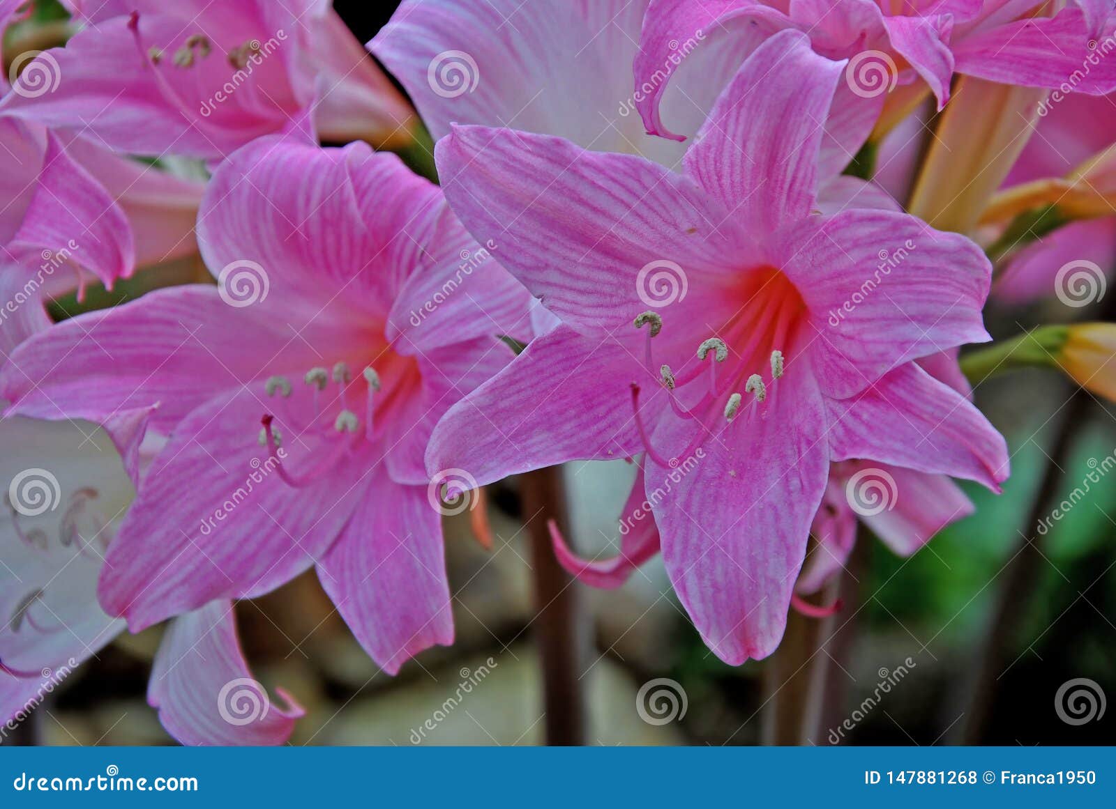 A Kind Of Amaryllis With Pink Red Flower Stock Photo Image Of