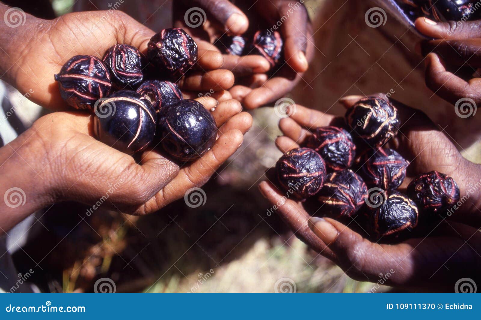 bush tucker in the northern territory