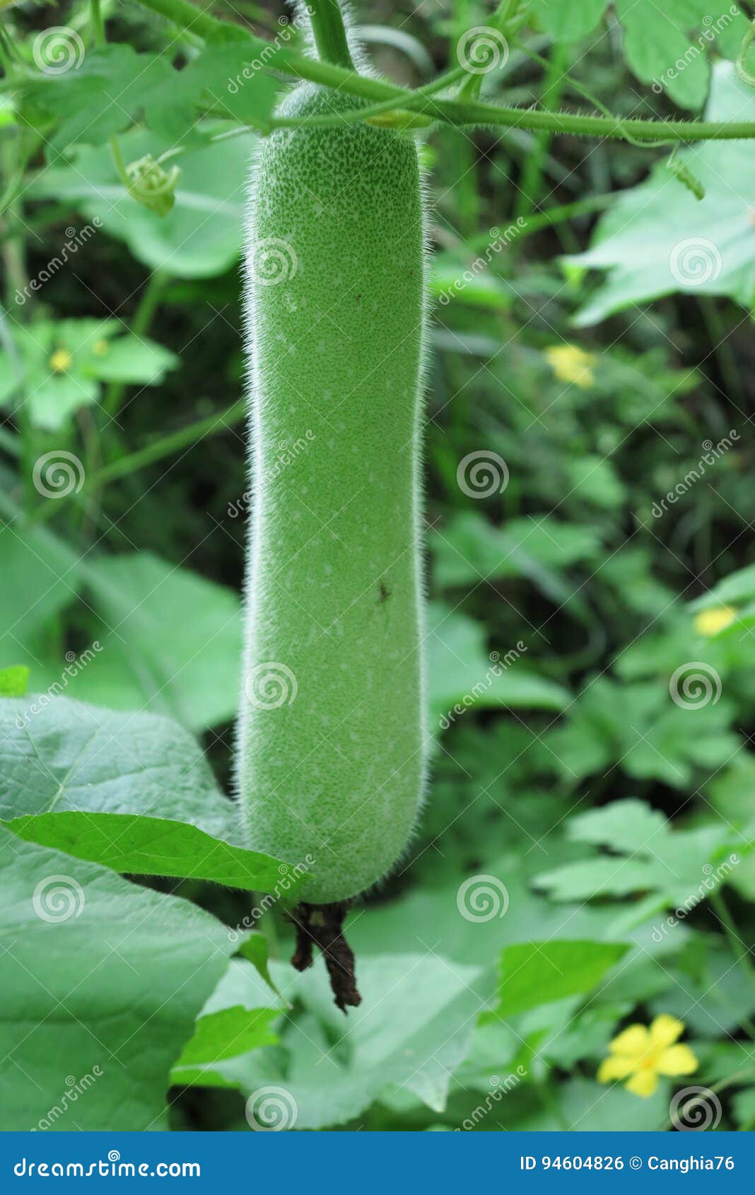 Wax gourd stock photo. Image of food, outdoors, asia 94604826