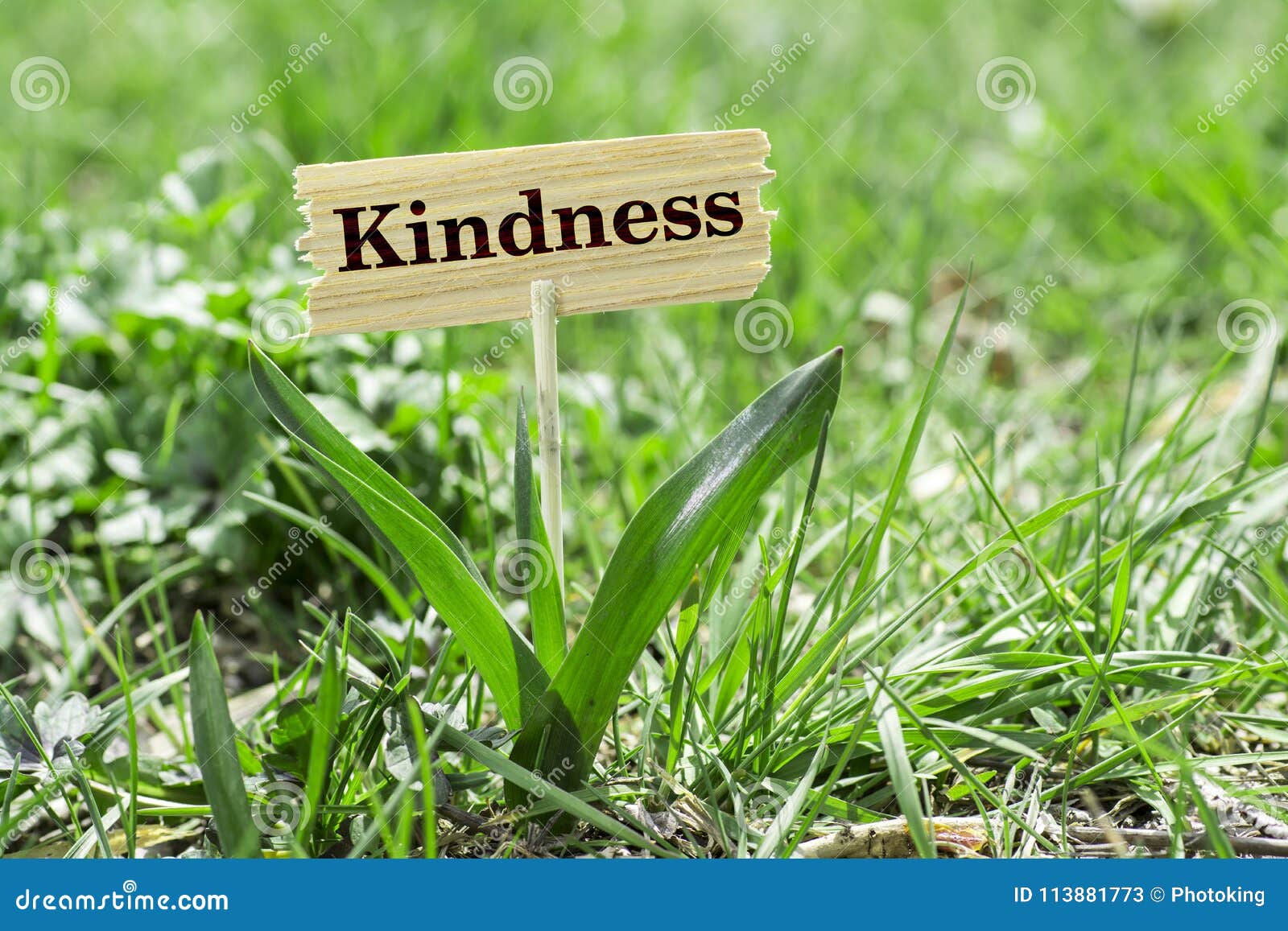 kindness wooden sign