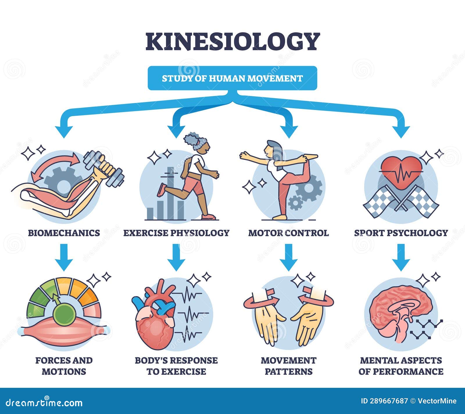 Kinesiology As Study of Human Movement and Motion Activity Outline ... Biology Diagrams