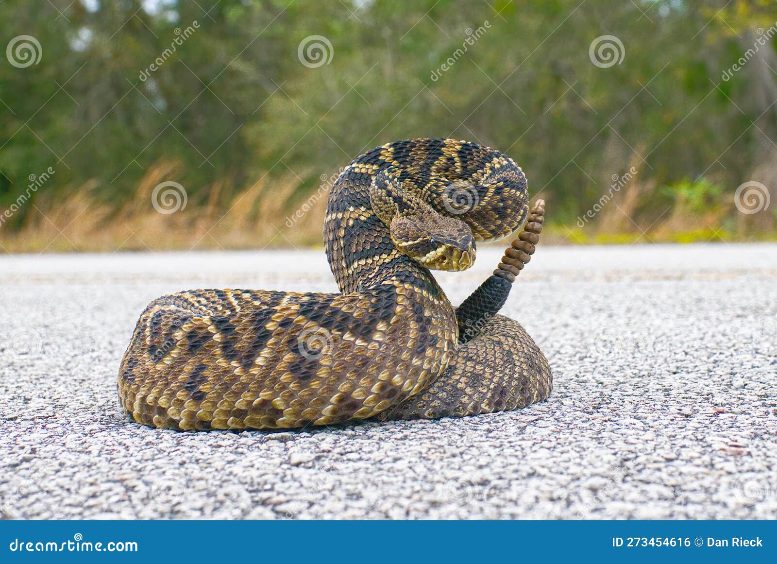 the king of all rattlesnake in the world, eastern diamondback rattler - crotalus adamanteus - in strike pose facing camera. 9
