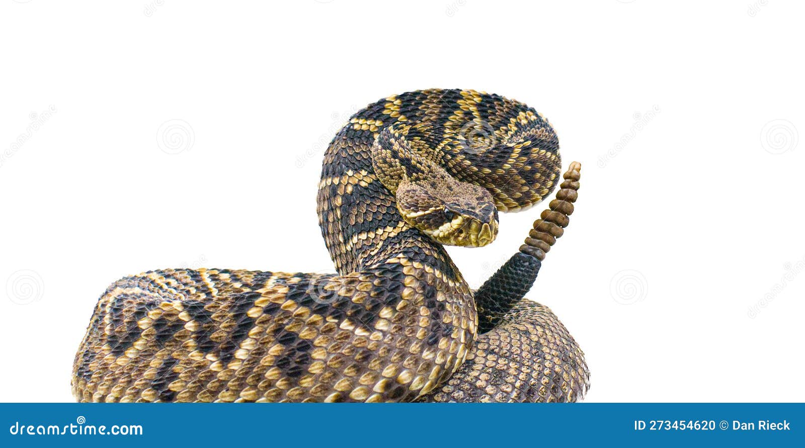 the king of all rattlesnake in the world, eastern diamondback rattler - crotalus adamanteus - in strike pose facing camera.