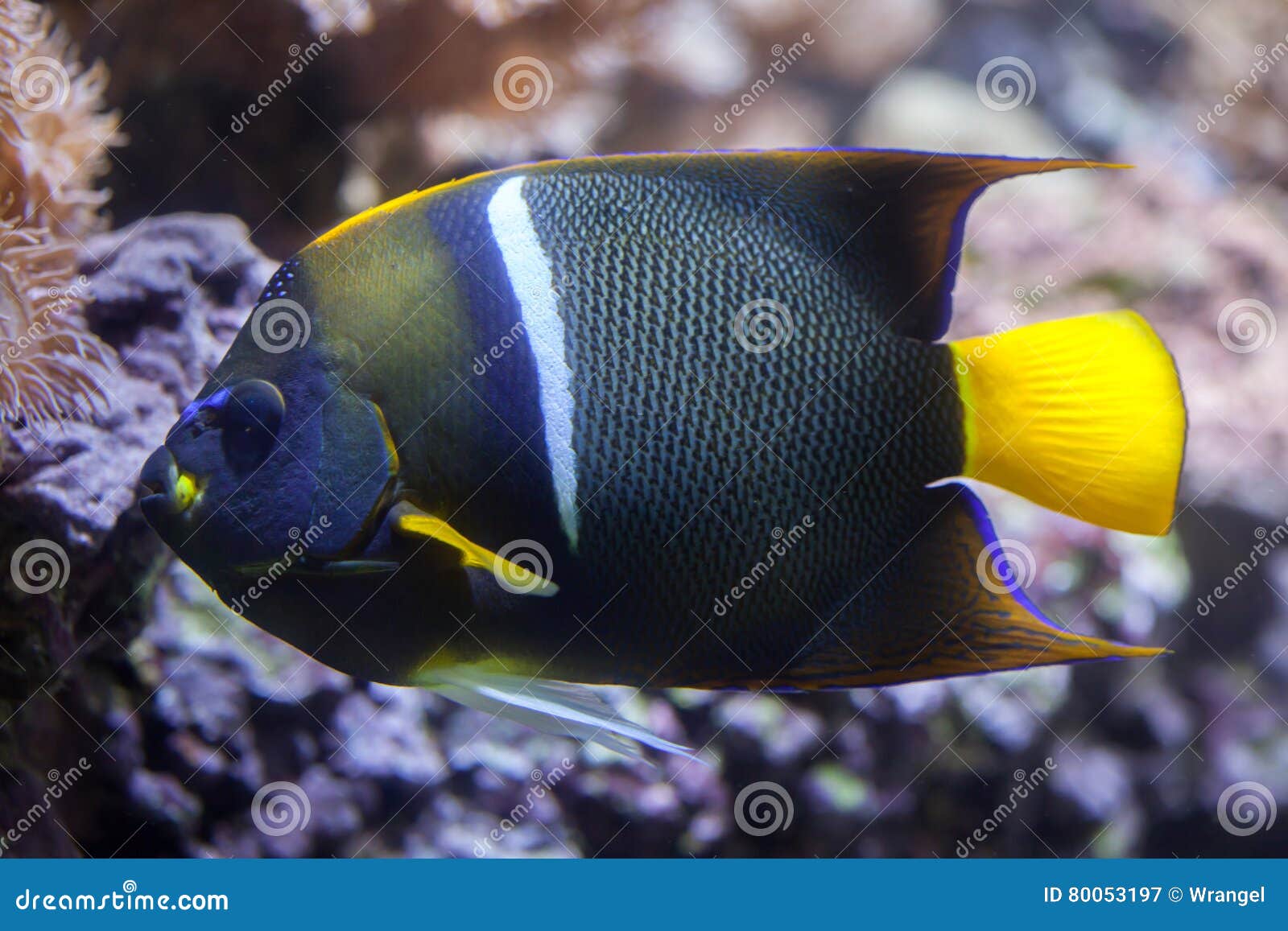 king angelfish (holacanthus passer).