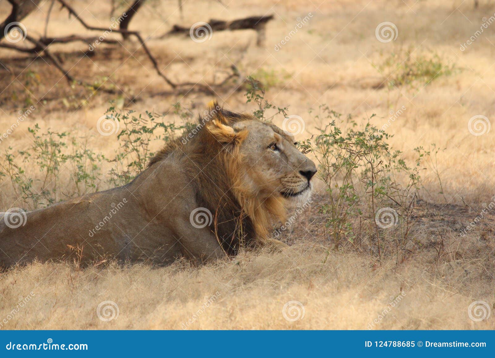 King of Animal stock image. Image of year, clicked, king - 124788685