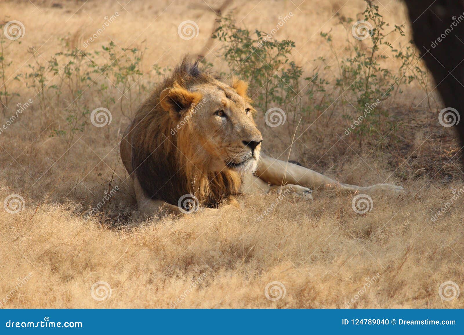 King of Animal stock photo. Image of lion, reserve, forest - 124789040
