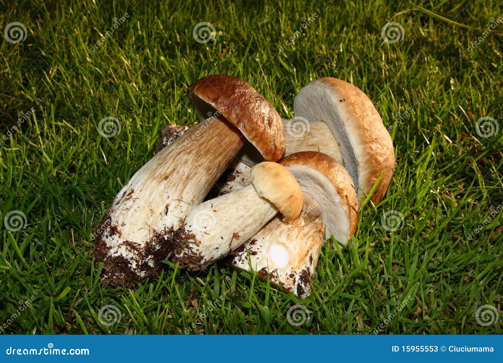 King Bolete Boletus Edulis Stock Image Image of forest, september 15955553