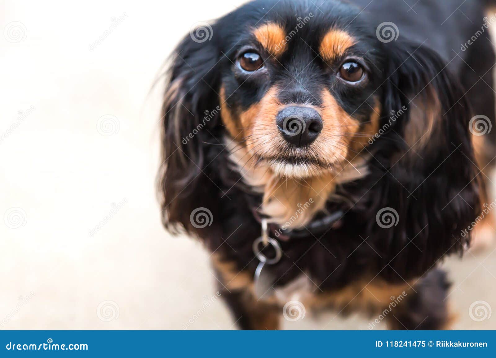 Fabrikant bytte rundt røg King Charles Cavalier Spaniel Cross Silky Terrier Dog Stock Image - Image  of silky, charles: 118241475