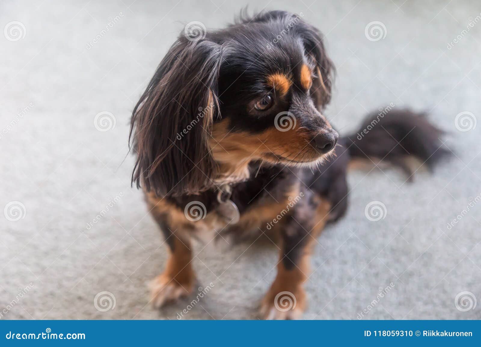 terrier king charles