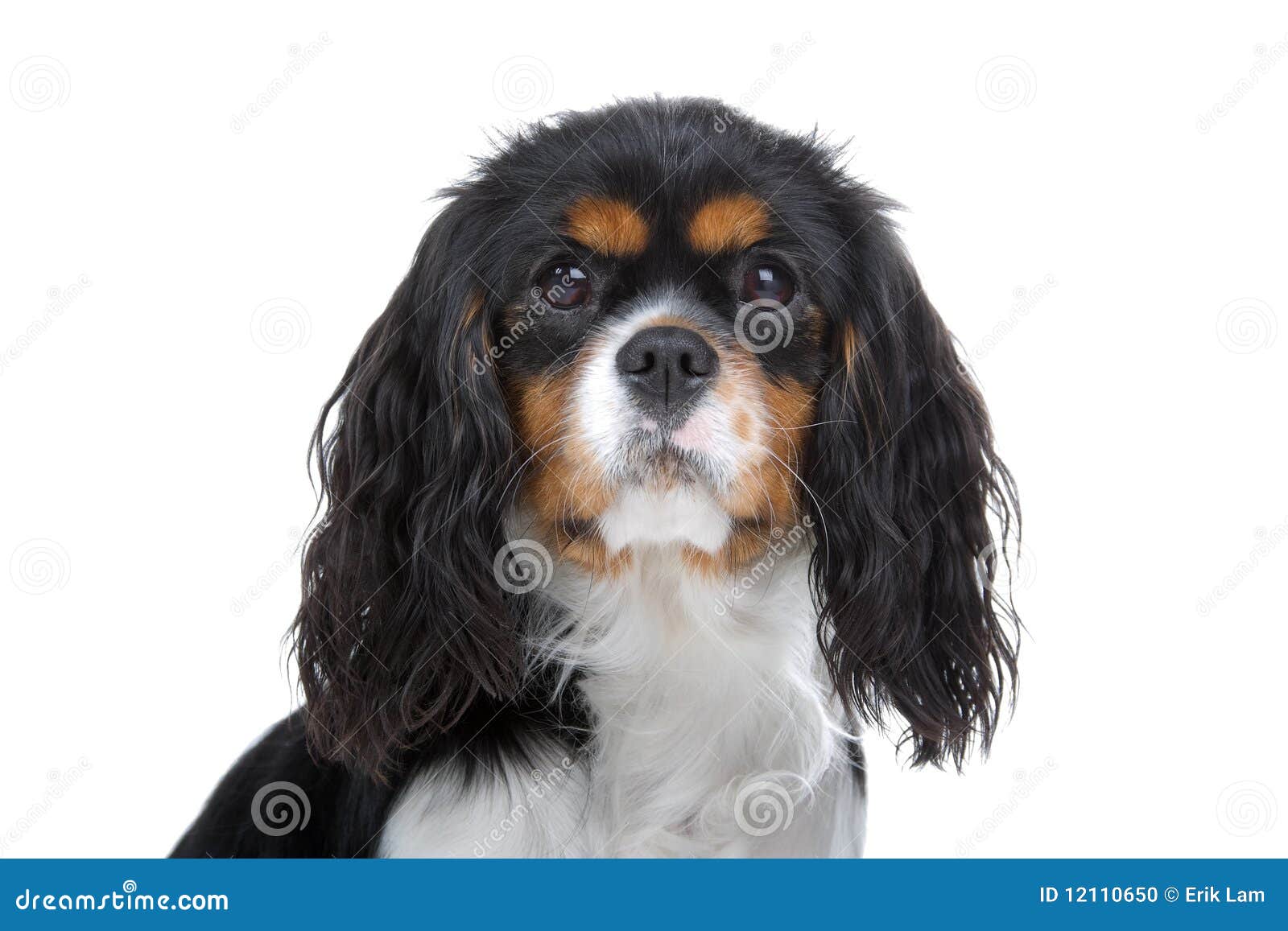 King Charles Spaniel stock photo. Image of well, cutout - 12110650