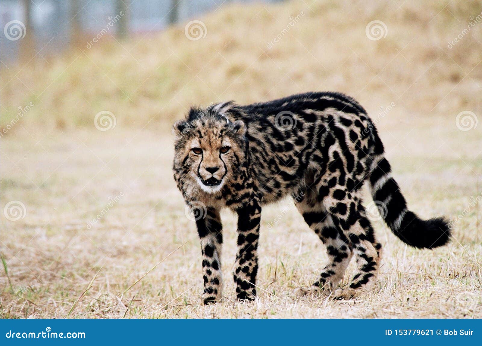 king-cheetah-cub-rare-coat-pattern-mutation-common-spotted-strange-caused-recessive-gene-can-be-distinguished-153779621.jpg