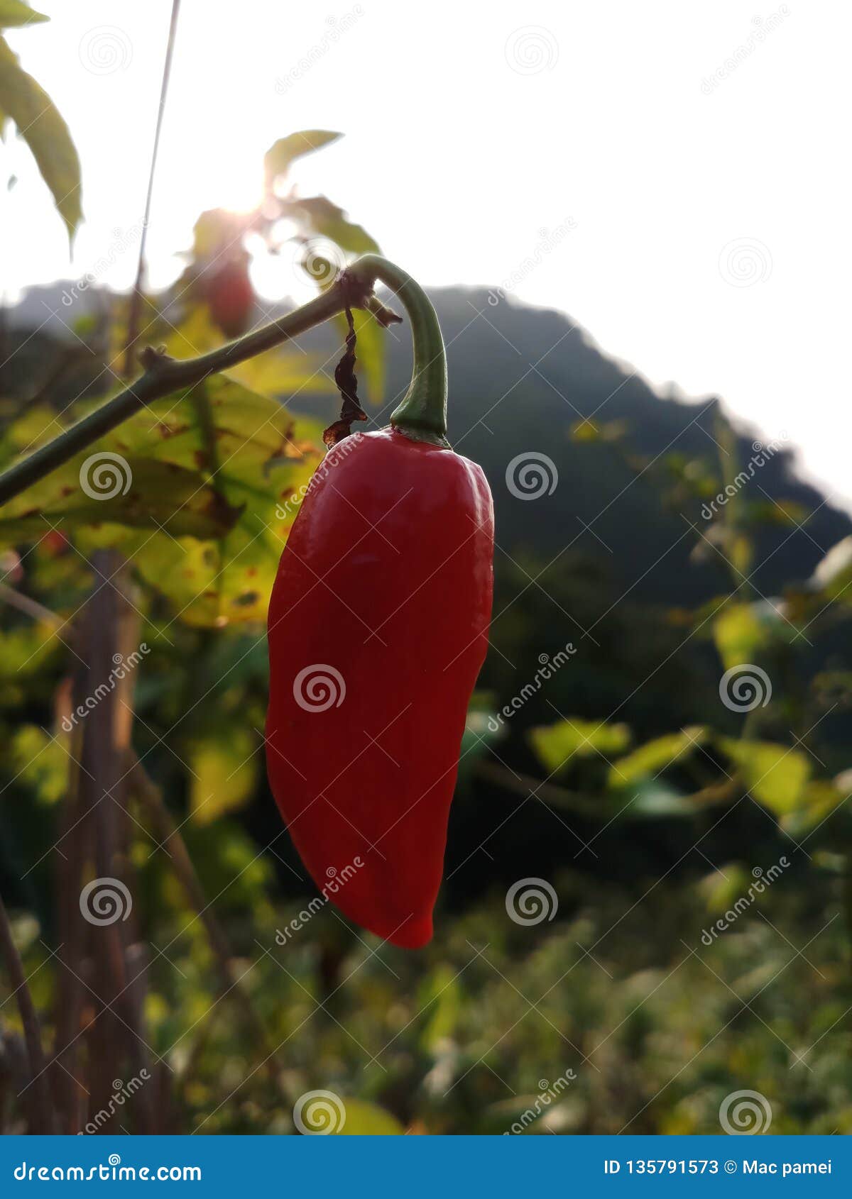 King Chilli RoyaltyFree Stock Photography 135791573