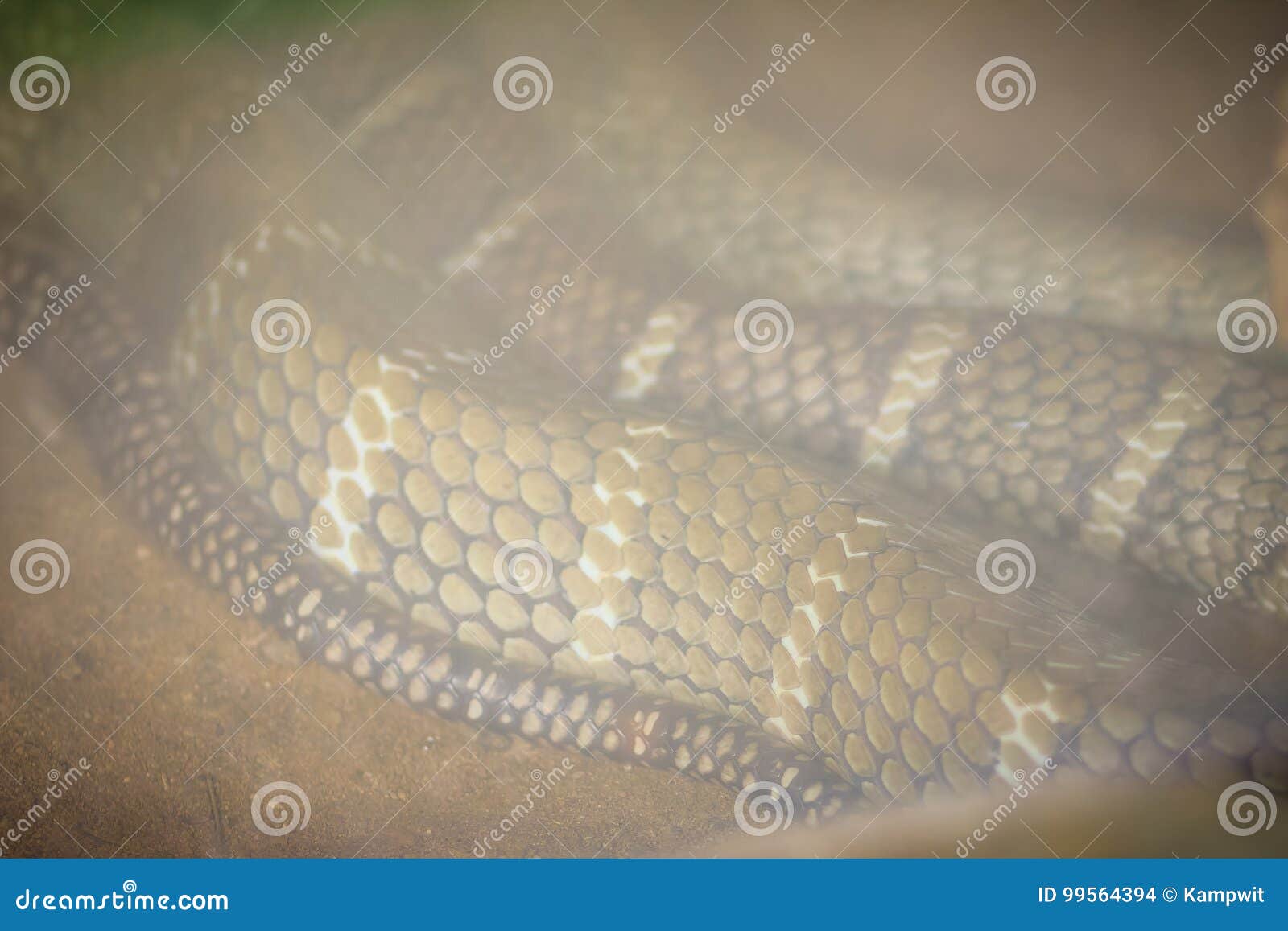 the king cobra (ophiophagus hannah), also known as hamadryad, is