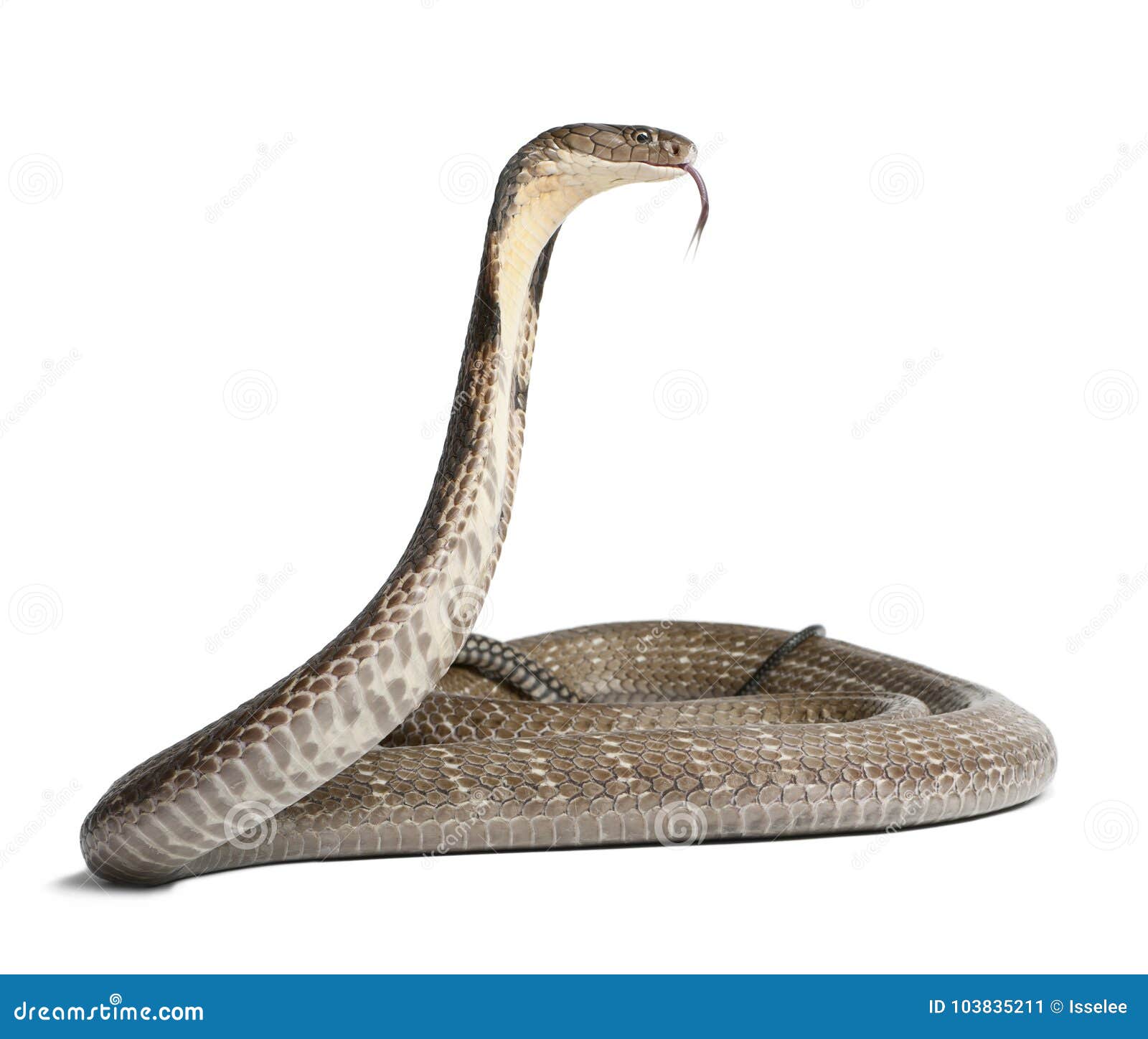 king cobra - ophiophagus hannah, poisonous, white background
